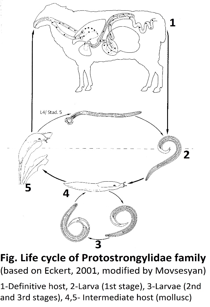 Life cycle of Protostrongylidae (dixenous) by Eckert, 2001, modified by Movsesyan